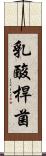 乳酸桿菌 Scroll