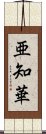 亜知華 Scroll