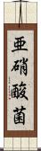 亜硝酸菌 Scroll
