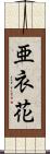 亜衣花 Scroll