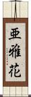 亜雅花 Scroll