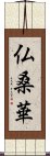 仏桑華 Scroll