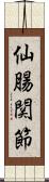 仙腸関節 Scroll