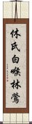 休氏白喉林鶯 Scroll