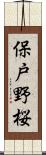 保戸野桜 Scroll