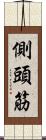 側頭筋 Scroll