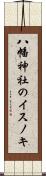 八幡神社のイスノキ Scroll