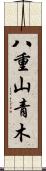 八重山青木 Scroll