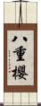 八重櫻 Scroll