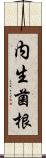 内生菌根 Scroll
