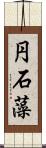 円石藻 Scroll