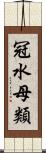 冠水母類 Scroll