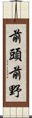 前頭前野 Scroll