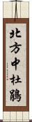 北方中杜鵑 Scroll