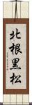 北根黒松 Scroll