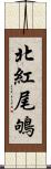 北紅尾鴝 Scroll