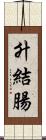 升結腸 Scroll