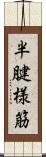 半腱様筋 Scroll