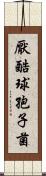 厭酷球孢子菌 Scroll