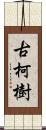 古柯樹 Scroll