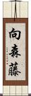 向森藤 Scroll