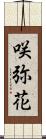 咲弥花 Scroll