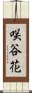 咲谷花 Scroll