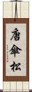 唐傘松 Scroll