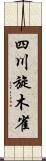 四川旋木雀 Scroll