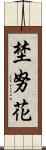 埜努花 Scroll