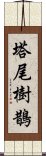 塔尾樹鵲 Scroll