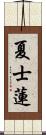 夏士蓮 Scroll