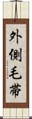 外側毛帯 Scroll