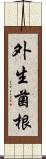 外生菌根 Scroll