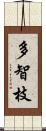 多智枝 Scroll