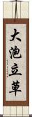 大泡立草 Scroll