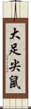 大足尖鼠 Scroll