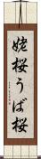 姥桜 Scroll