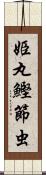 姫丸鰹節虫 Scroll