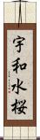 宇和水桜 Scroll