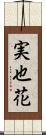 実也花 Scroll