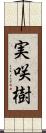 実咲樹 Scroll