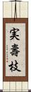 実壽枝 Scroll