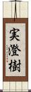 実澄樹 Scroll