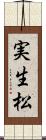 実生松 Scroll