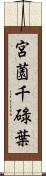 宮薗千碌葉 Scroll