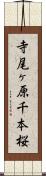 寺尾ヶ原千本桜 Scroll