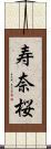 寿奈桜 Scroll