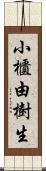 小櫃由樹生 Scroll