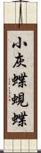 小灰蝶;蜆蝶 Scroll